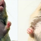 Illustration for article titled Curing obsessive-compulsive mice with bone marrow transplants